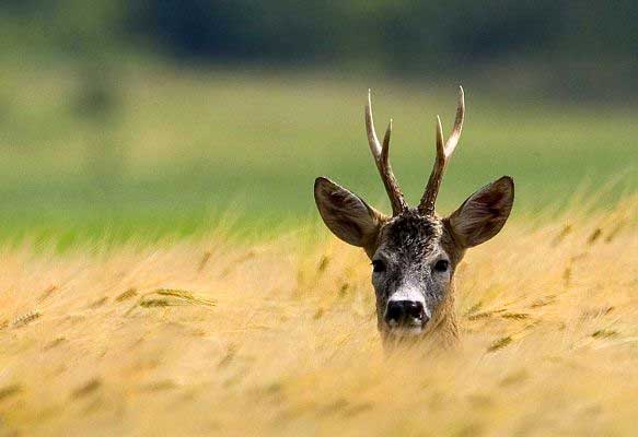 Roe deer (c) Theo Grüntjens